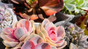 Echeveria rainbow how to care, propagate & kill mealybugs