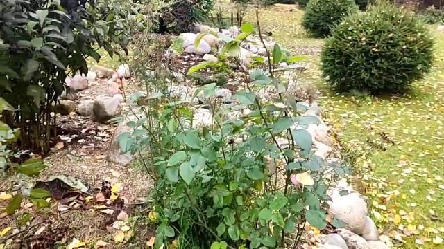 Какие растения не боятся заморозков. Обзор Подмосковного сада в природном стиле смотреть онлайн