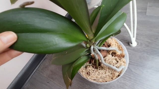 Пятна на листьях ОРХИДЕЙ. Два вида пятен. Будни с орхидеями, выгнать цветоносы смотреть онлайн