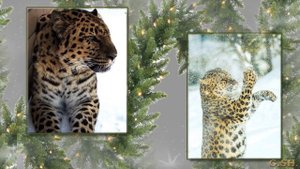 Дальневосточные леопарды