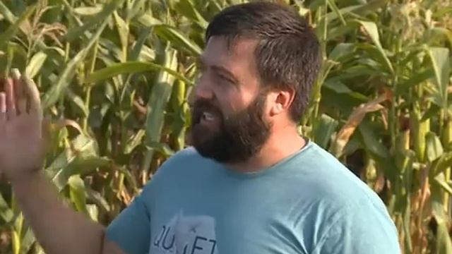 В Пензенской области из-за воришек сократится урожайность кукурузы смотреть онлайн