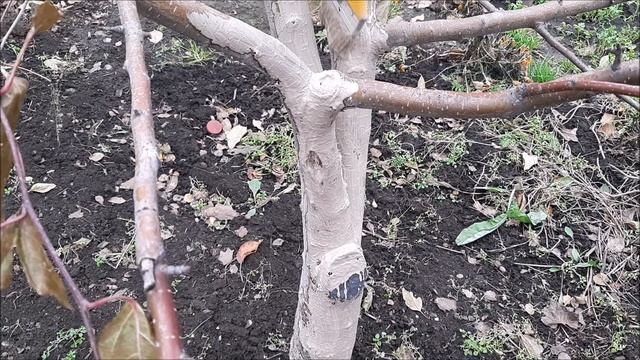 Осенняя побелка плодовых деревьев