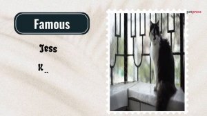 Best 32 black & white Cat Names | PetPress