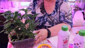 Этот КОКТЕЙЛЬ ДЛЯ РАССАДЫ ТВОРИТ ЧУДЕСА! Подкормка рассады и защита рассады от болезней.