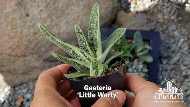 Quick Peek: Gasteria ‘Little Warty’ смотреть онлайн