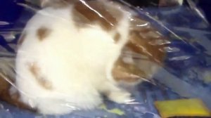 Кот Экзот, Няшный котик, Породы кошек