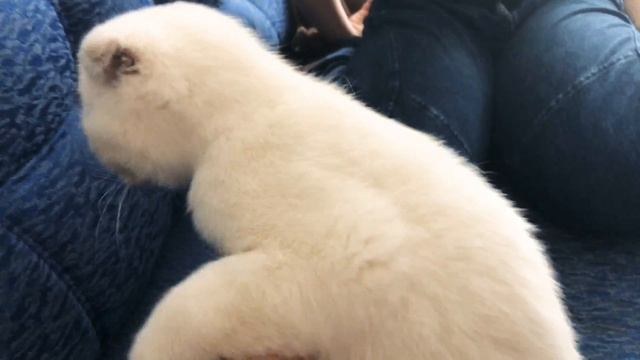 Купили вислоухого кота смотреть онлайн