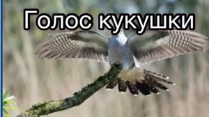 Голоса птиц Голос кукушки