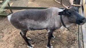 Северный олень