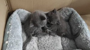 Серые котята