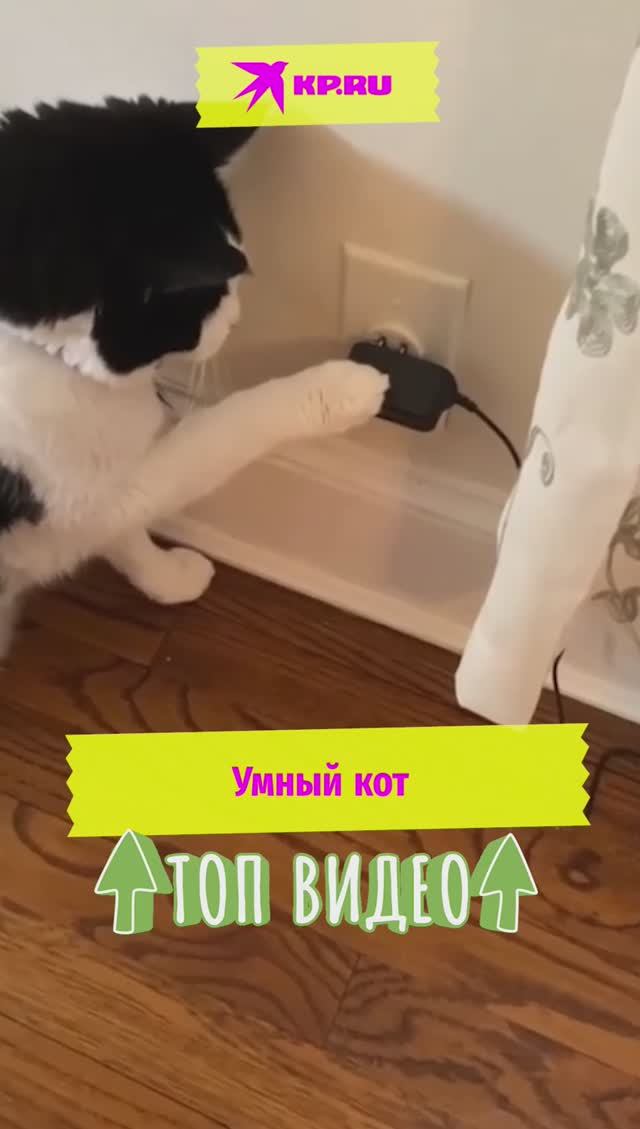 Умный кот