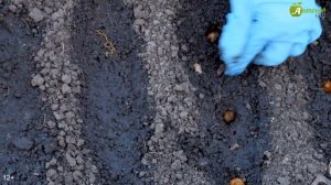 Посадка лука-севка весной, полив и уход. БОРЬБА С ЛУКОВОЙ МУХОЙ