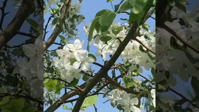 МАЙСКАЯ СКАЗКА ~ РЕЛАКС🌺🌺🌺