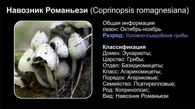 НАВОЗНИК УСЛОВНО-СЪЕДОБНЫЕ ГРИБЫ