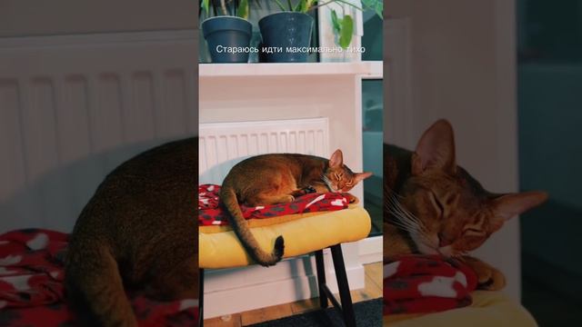 Откуда он постоянно появляется? абиссинскийкот котики
