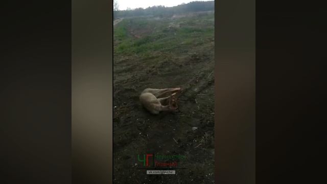 Косуля в центре города. Черняховск