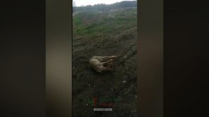Косуля в центре города. Черняховск
