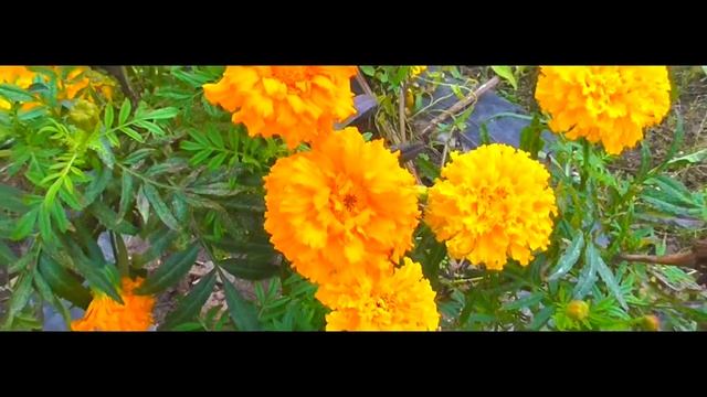 Помогите природе выкенте мусор в ведро ! смотреть онлайн