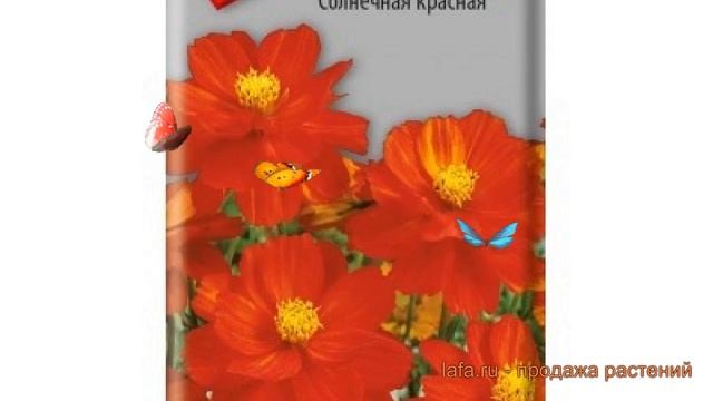 Космея солнечный Солнечная красная ? обзор: как сажать, семена космеи Солнечная красная смотреть онлайн