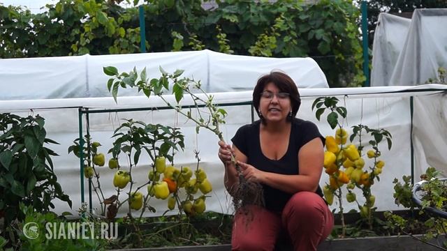 Заглубляем рассаду перца при высадке в грунт