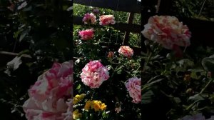 Роза Vanille fraise