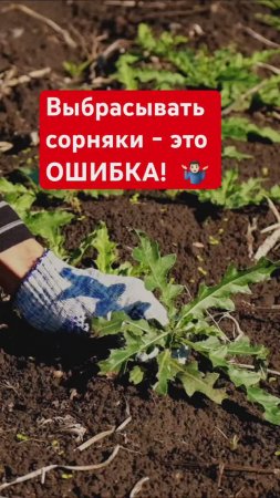 Как СОРНЯКИ ПОМОГУТ получить богатый урожай