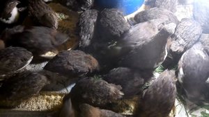 Содержание и разведение перепелов в домашних условиях  день 30