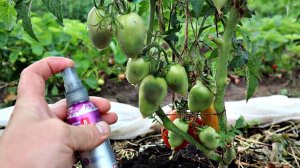Томаты чернеют и пропадают?! Можно спасти! Это средство оживляет почти мертвые растения!