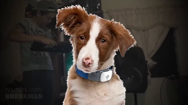 4 видео-доказательства того, что животные видят призраков смотреть онлайн