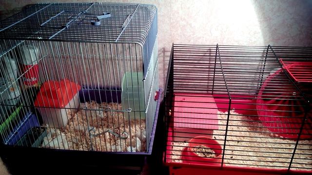 Как приручить хомячка к рукам смотреть онлайн