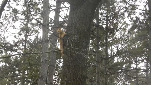 Кот и белка смотреть онлайн