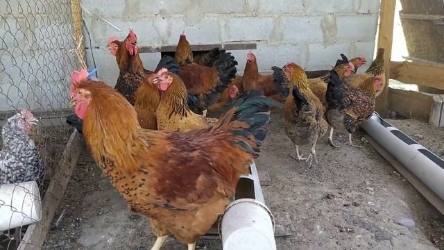 Кучинская юбилейная породы кур смотреть онлайн