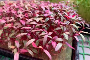 Как выращивать микрозелень красного амаранта.mp4