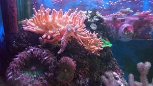 МА: Посмотрите на маленький риф.