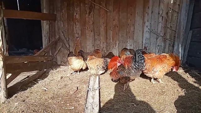 кормление цыплят от 0 до месяца.