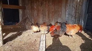 кормление цыплят от 0 до месяца.