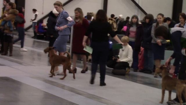 ИРЛАНДСКИЙ ТЕРЬЕР монопородка Санкт-Петербург2018 смотреть онлайн