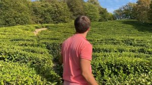 Чайные плантации. Мацеста. Сочи 18.10.2020 Погода в Сочи в октябре.Смотри на Чёрное море каждый ден