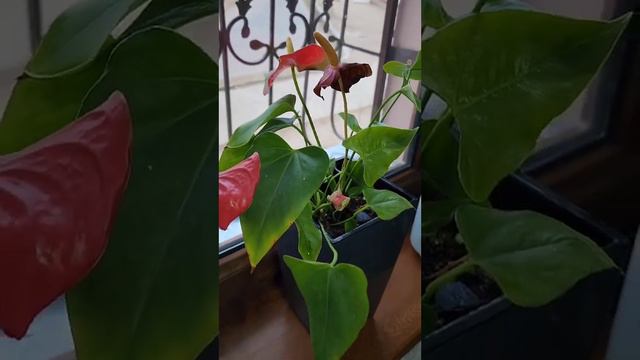 N⁰-124. АНТИРИУМ (ЭРКАК БАХТИ) ГУЛИМНИ БУЛИБ ЭКГАНИМДАН КЕЙИН ЯНА ОЧИЛИБ БОШЛАДИ. смотреть онлайн