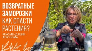 ВОЗВРАТНЫЕ ЗАМОРОЗКИ \ КАК СПАСТИ РАСТЕНИЯ? \ СОВЕТЫ АГРОНОМА