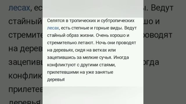 Неразлучники описание