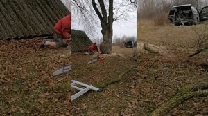 Как завалить дерево. Очень редкое дерево(груша)