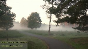 Туман,Природа,Деревья,Прогулка(Fog,Nature,Trees,Walk)