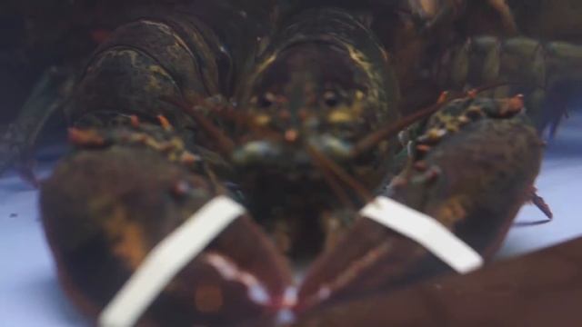 Ресторан Моремясо смотреть онлайн