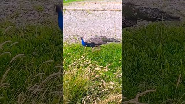 Я просто Жар Птица! Павлин, который гуляет сам по себе смотреть онлайн