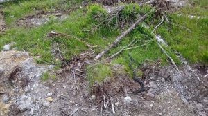 Жизнь и работа в Швеции! Посадка лесных саженцев.