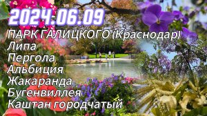 ВЛОГ 2024.06.09 Цветущий парк Краснодар (Галицкого): Альбиция, Жакаранда, Каштан городчатый, Пергола