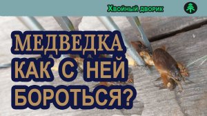 Как избавиться от капустницы (медведки)?питомник "Хвойный дворик" вопрос ответ