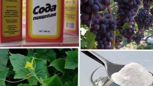 Применение пищевой соды на дачном участке: подкормка, защита от болезней и насекомых