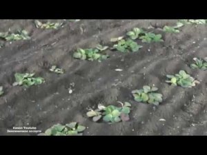 КОГДА УКРЫТЬ КЛУБНИКУ НА ЗИМУ . ЧЕМ УКРЫТЬ КЛУБНИКУ НА ЗИМУ